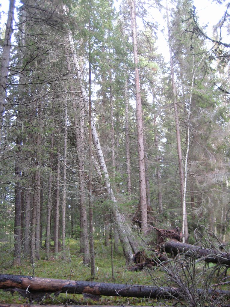 IX70_1932.JPG - 2008-10-18  Tog en lite sväng i skogen och konstaterade att det rasat lite fler träd nere vid ån. Följdkonsekvens när marken underminerats av tidigare trädras