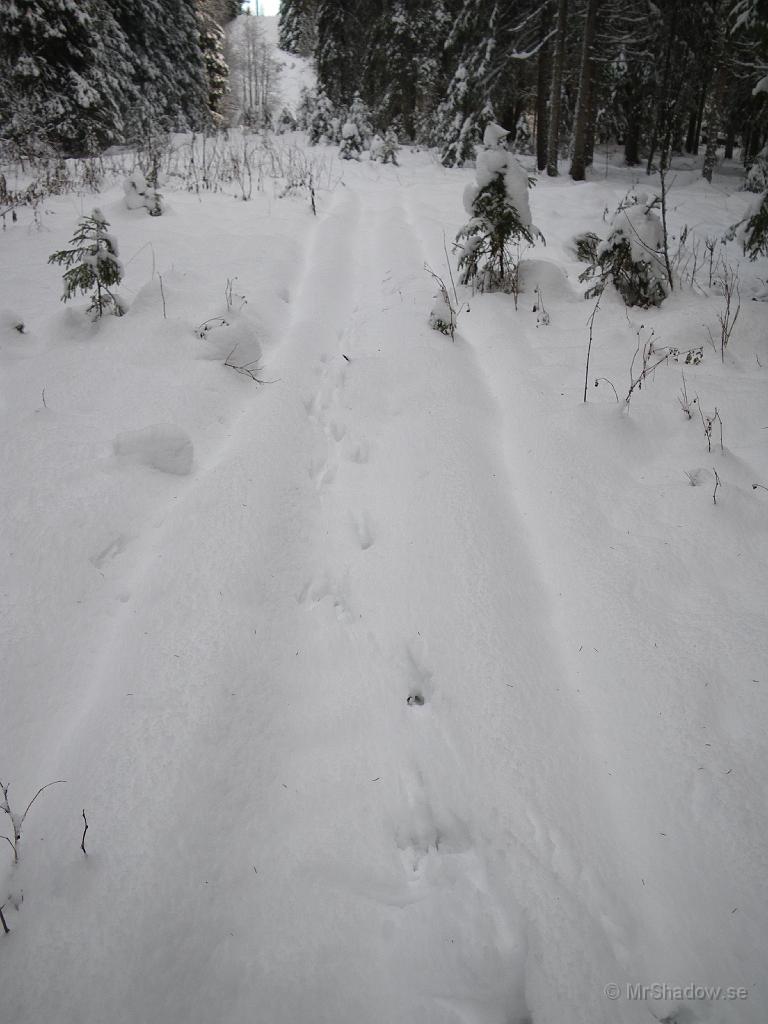 IMGP0014.jpg - Spår i spår fast olika.. Troligen rådjur som travat fram i skoterspåret.