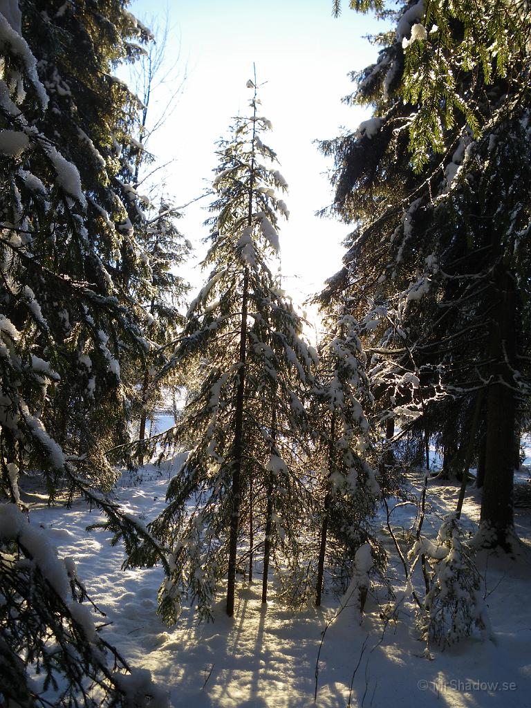 IMGP0020.jpg - Granarna ser hängiga ut, men förståeligt då de har snö och is i grenarna