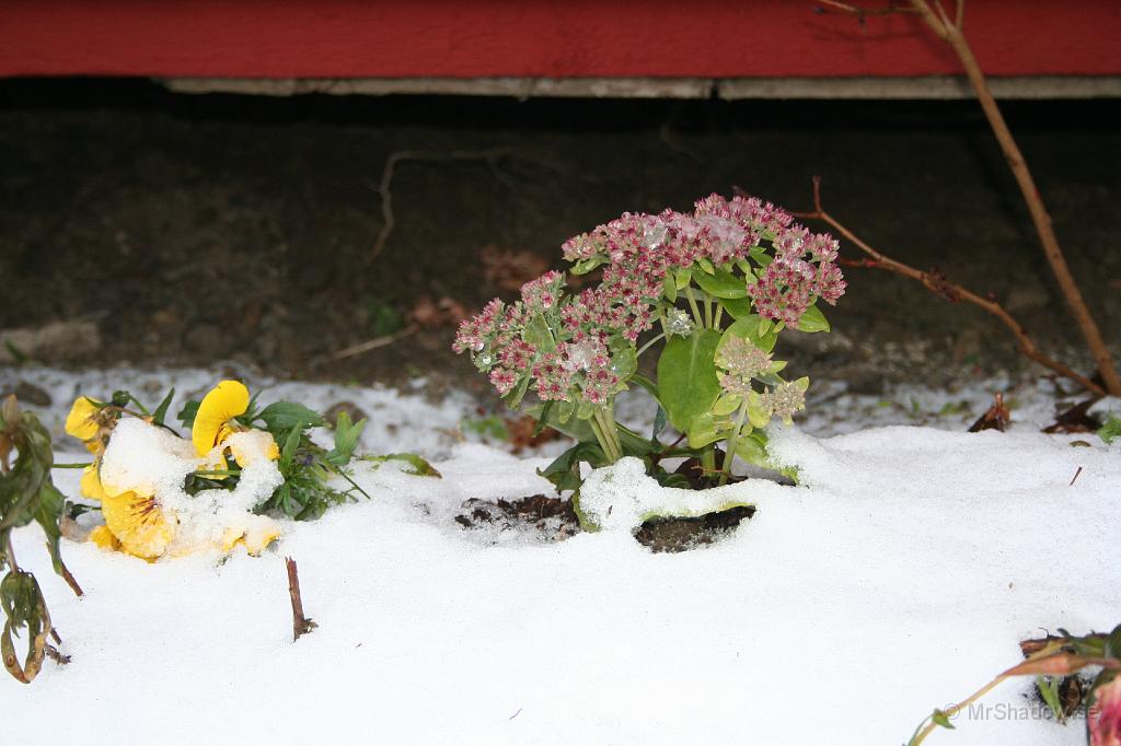IMG_4062.JPG - Det lyser fortfarande lite färg från blommorna genom snön