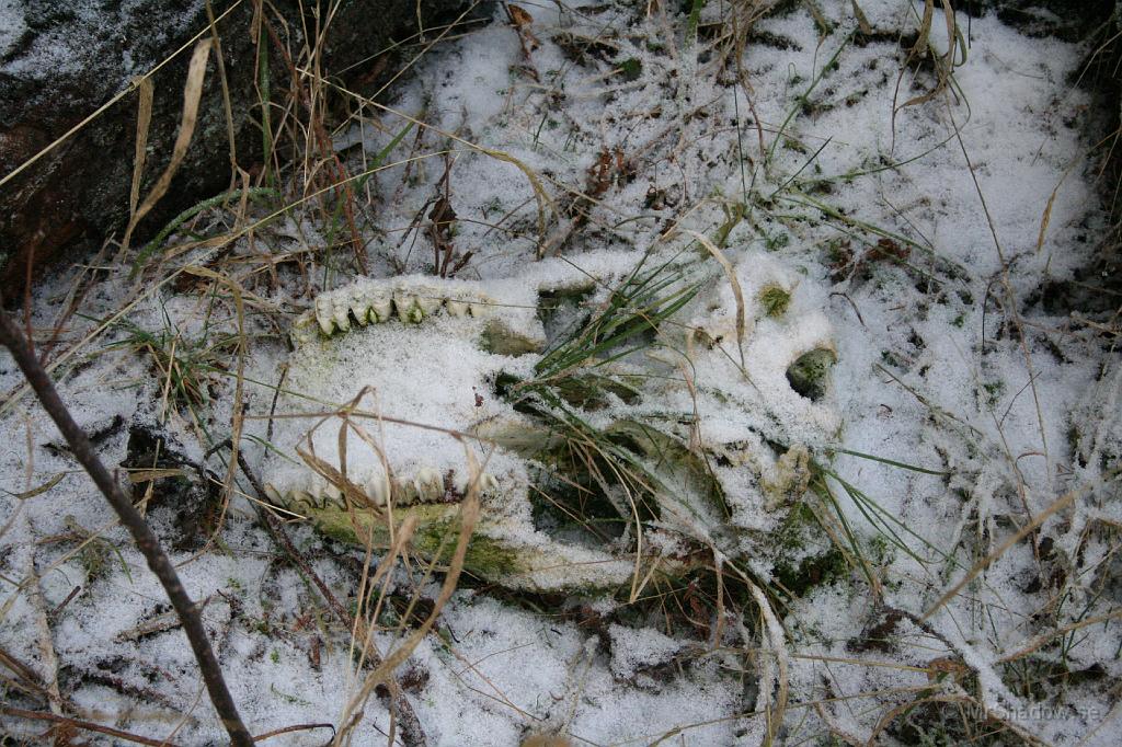 IMG_4073.JPG - En döskalle, troligen från en älg. Den har legat ganska länge då gräs växer igenom