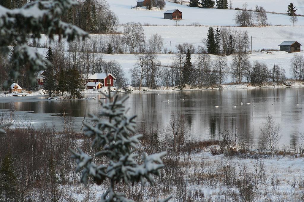 IMG_4090.JPG - Här syns hur isen börjat lägga sig på sjön. Svanarna verkar trivas i den viken