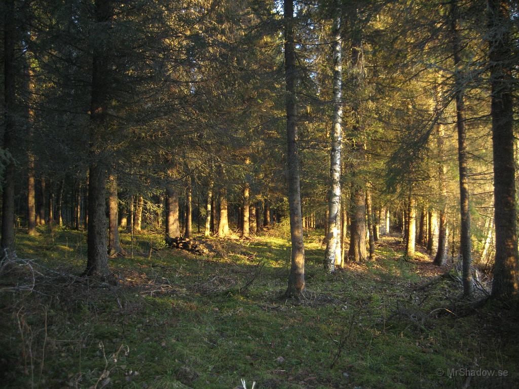 IX70_2025.JPG - Det är inte vinter i skogen ännu. Även om backen är frusen så lyser det gröna fint