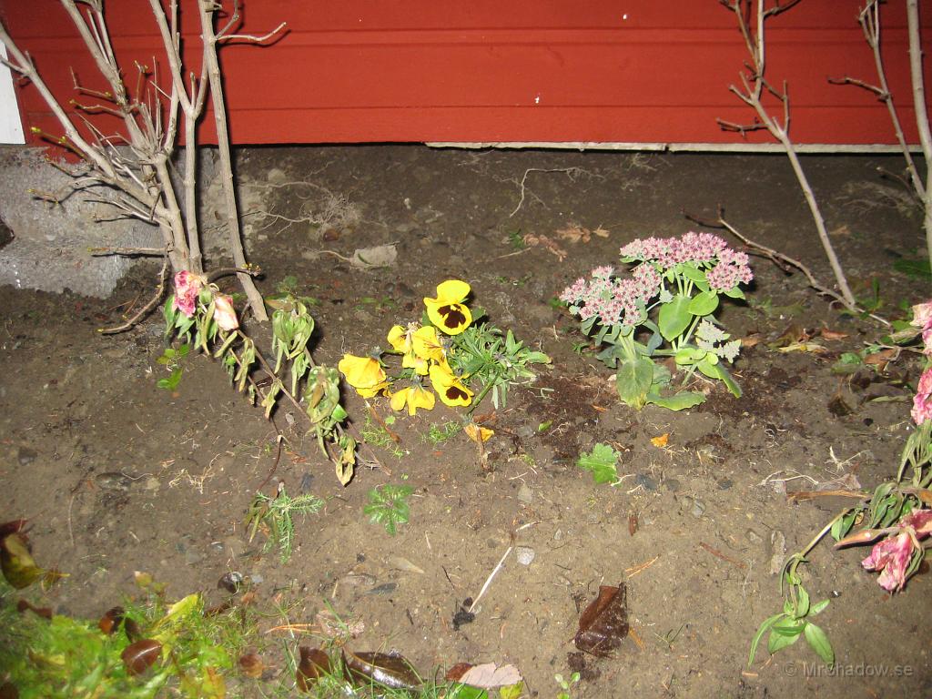 IX70_2043.JPG - Märkligt, men fortfarande så blommar det i rabatten vid uthuset
