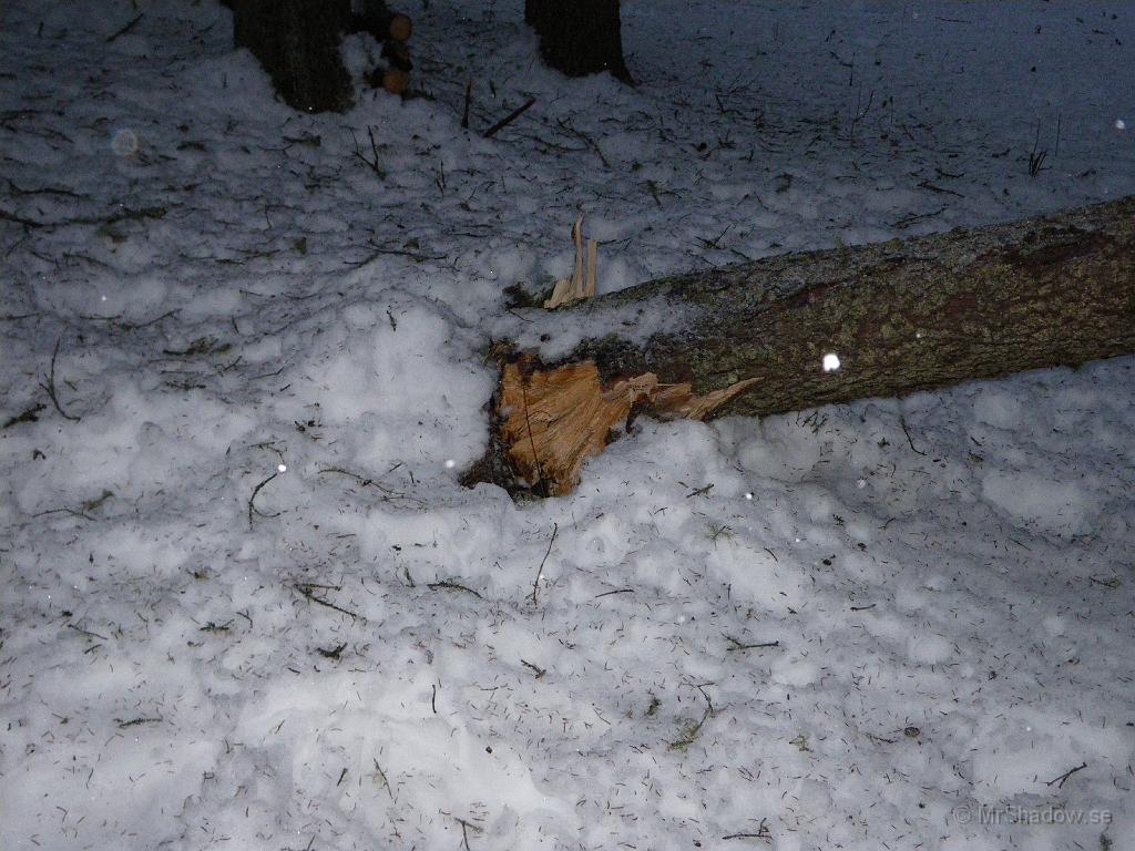 IMGP0096.JPG - Det är stor kraft, tyngd, när en gran går av så här.