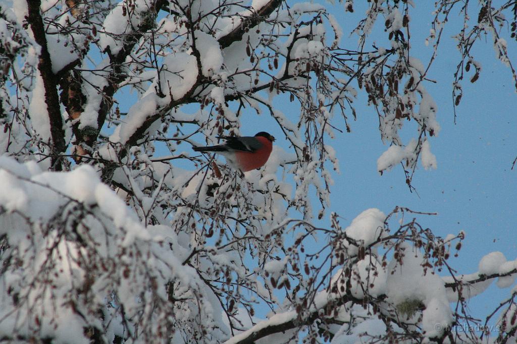 IMG_4110.JPG - Urkass på fåglar och kallar alla skator eller eventuellt kråka. Aldrig hört talas om röd kråka så det kan ju va nått annat... Talgoxe kanske ??