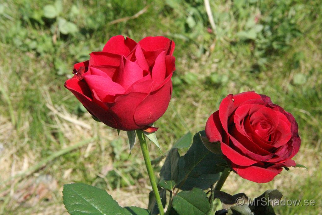 IMG_6921.JPG