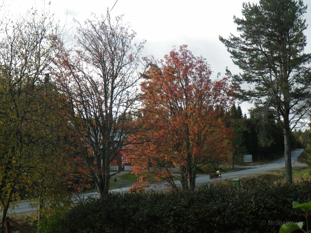 IMGP1525.JPG - 2012-09-30 Nu har ena av rönnarna hos grannen mistat nästan allt löv